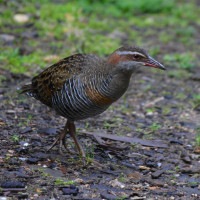 Buff-banded Rail